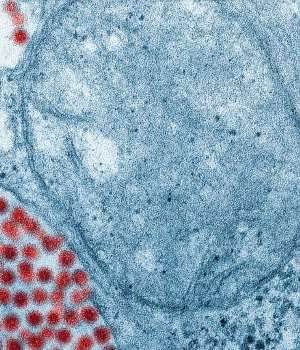 Cavy Papillomaviruse 16 E7 Protein (HPV16E7P) ELISA Kit | Technique alternative | 01016714936